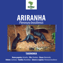 Ariranha Pteronura brasiliensis
