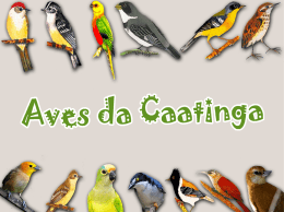 Aves da Caatinga - Memorial das Ligas Camponesas