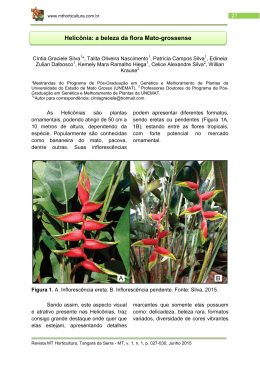 Helicônia: a beleza da flora Mato-grossense
