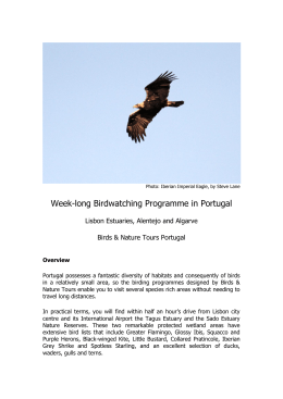 Week-long Birdwatching Programme in Portugal