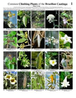 Common Climbing Plants of the Brazilian Caatinga