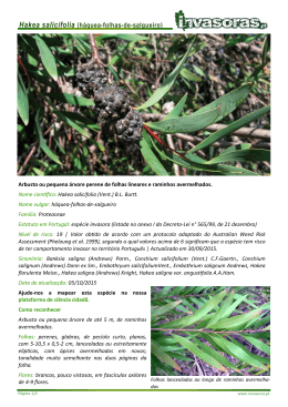 Hakea salicifolia_torrinha - Plantas Invasoras em Portugal