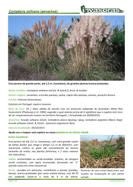Cortaderia selloana_torrinha - Plantas Invasoras em Portugal