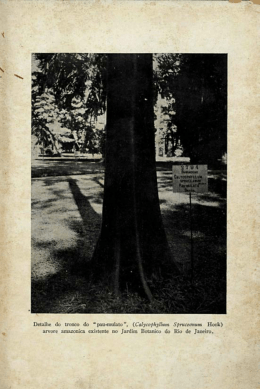 Detalhe do tronco do "pau-mulato" - Rodriguésia
