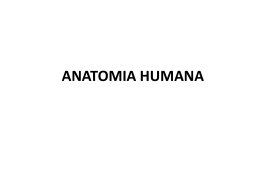 Anatomia Humana - COLÉGIO BOM PASTOR