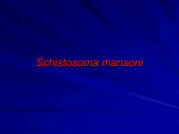 Schistosoma mansoni Aula