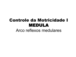 Controle Motricidade - Medula