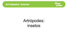 Artrópodes:insetos
