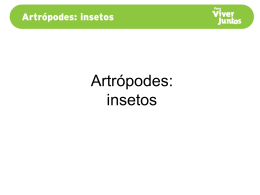 Artrópodes:insetos