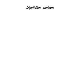 dipylidium (4270592)