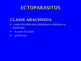 arachnida1 (6940160)