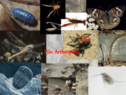 aracnideos-geisa2014