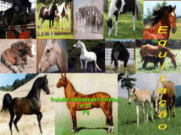 Cuidar de cavalos
