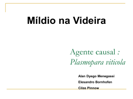 Míldio na Videira Agente causal : Plasmopara viticola