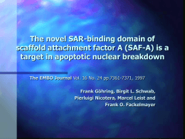 The novel SAR-binding domain of scaffold attachment factor A (SAF