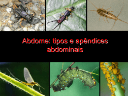 Ap&ecirc;ndices Abdominais