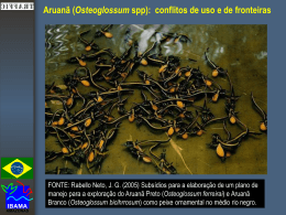 Aruanã (Osteoglossum spp)