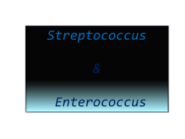 Estreptococos e Enterococos