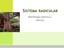 sistema radicular
