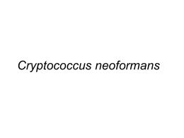 C. neoformans