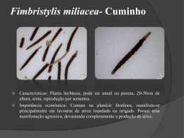 Fimbristylis-miliacea-Cuminho