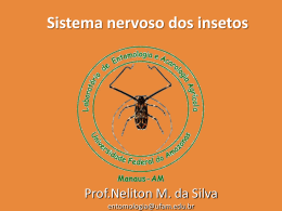 Sistema nervoso dos insetos
