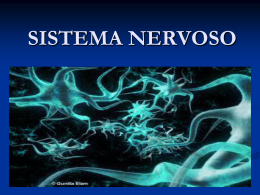 sistema nervoso central