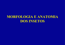 morfologia_de_insetos