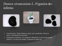 Datura-stramonium-L-Figueira-do-inferno
