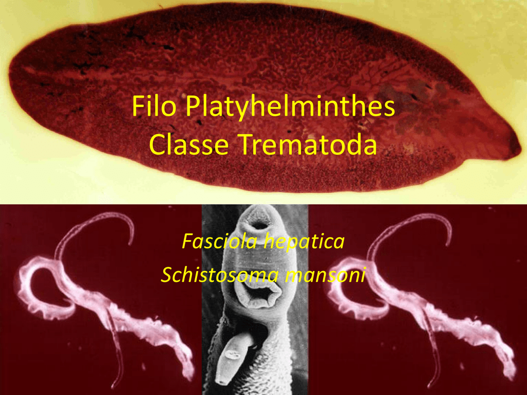 Phylum platyhelminthes clasa trematoda, Platelminți