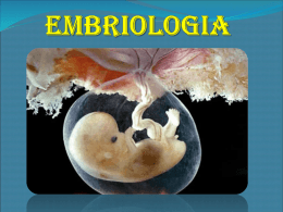 EMBRIOLOGIA DO ANFIOXO