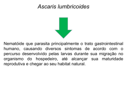 Ovos inférteis de Ascaris lumbricoides