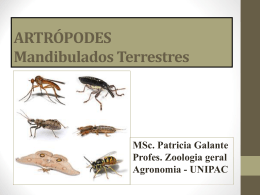 ARTRÓPODES insetos 2