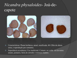 Nicandra-physaloides-Joa-de-capote