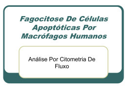 Apoptose De Células Apoptóticas Por Macrófagos Humanos