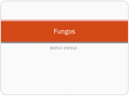 7 MB 28/11/2014 Reino Fungi