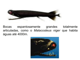 Animais Abissais - Col&eacute;gio Machado de Assis