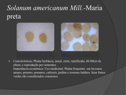 Solanum-americanum-Mill-Maria