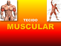 Tecido Muscular e Nervoso