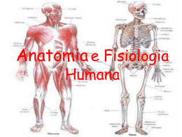 Anatomia e Fisiologia Humana