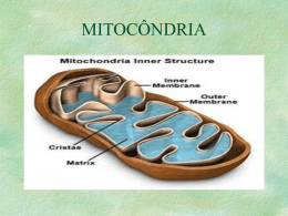 Mitocôndrias ( Casas de força da célula )