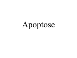 08a apoptose 1