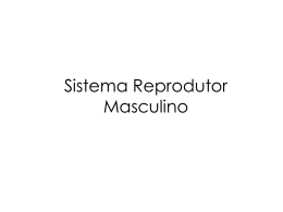 Sistema Reprodutor Masculino