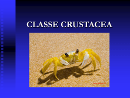 CLASSE CRUSTACEA I. CLASSE CRUSTACEA