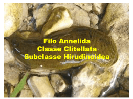 Classe Clitellata e Polichaeta