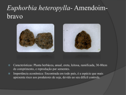 Euphorbia-heteropylla-Amendoim