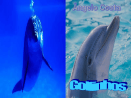 Ângelo Costa - Golfinhos