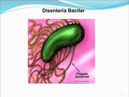Disenteria Bacilar