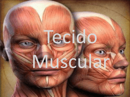 Músculos no Corpo