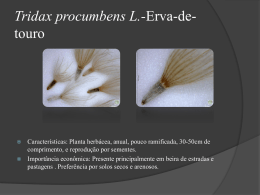 Tridax-procumbens-L.-Erva-de